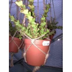 Euphorbia Triacanthium.