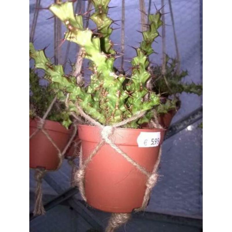 Euphorbia Triacanthium.