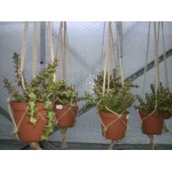 Euphorbia Triacanthium.