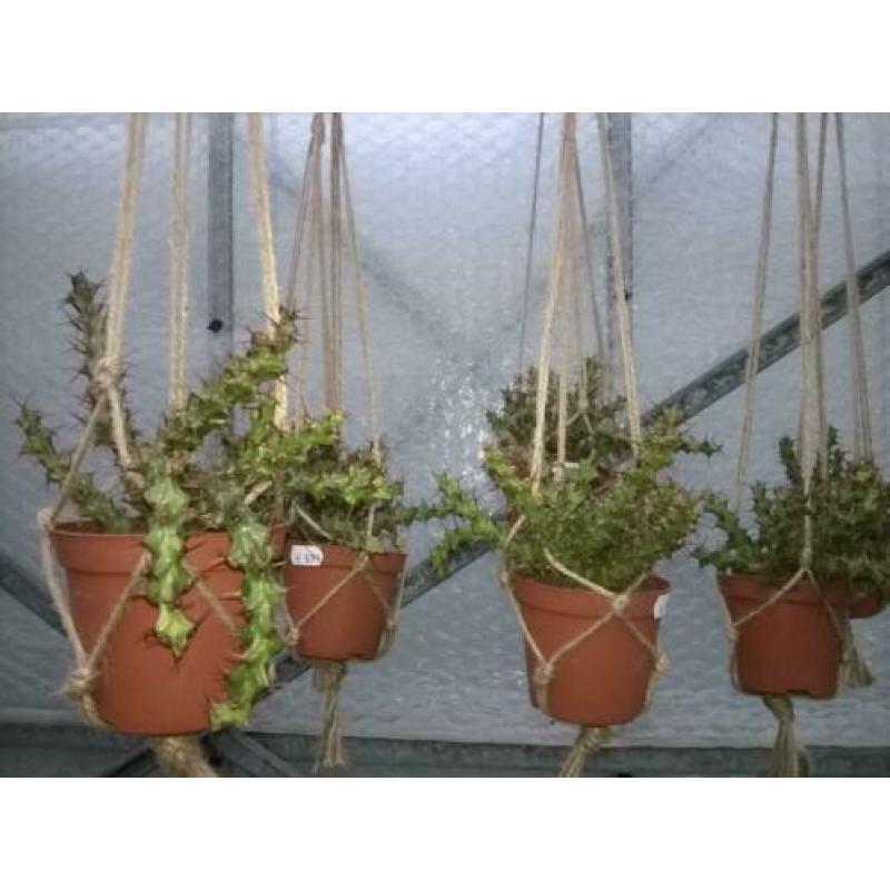 Euphorbia Triacanthium.
