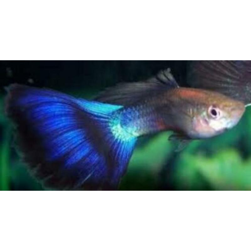 te koop guppy,s
