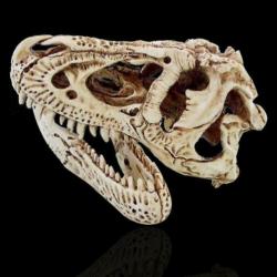 Mooie kast/tafel display deze schedel van een T-Rex