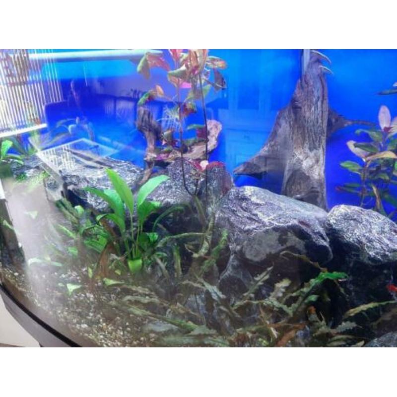 Groot aquarium