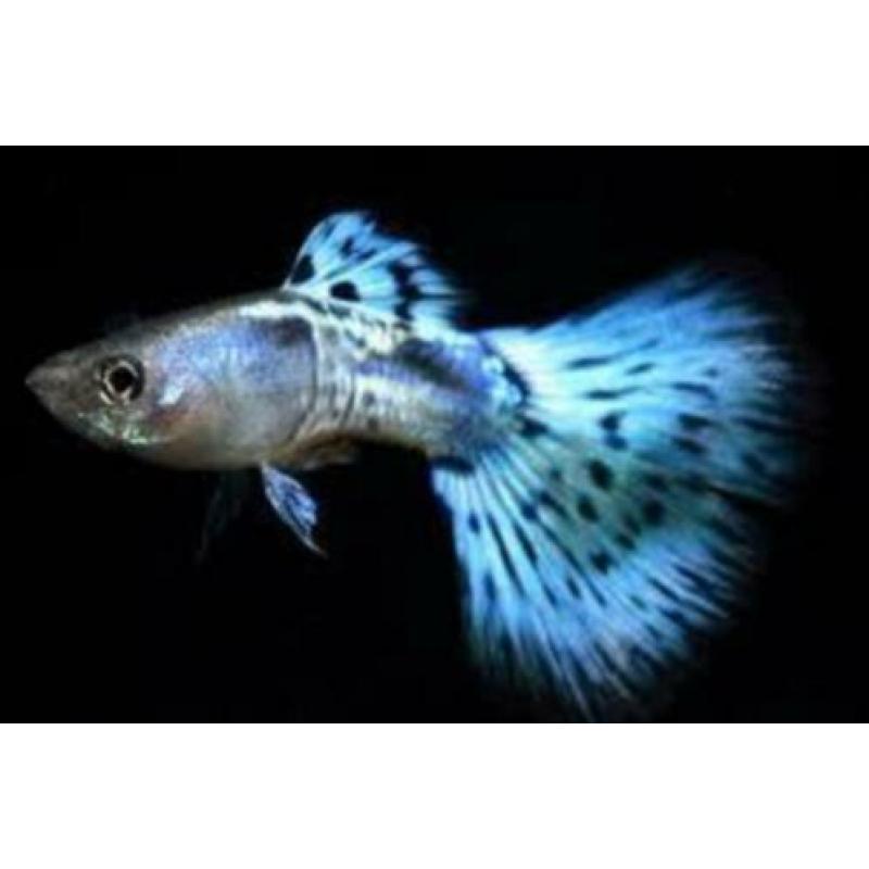 te koop guppy,s