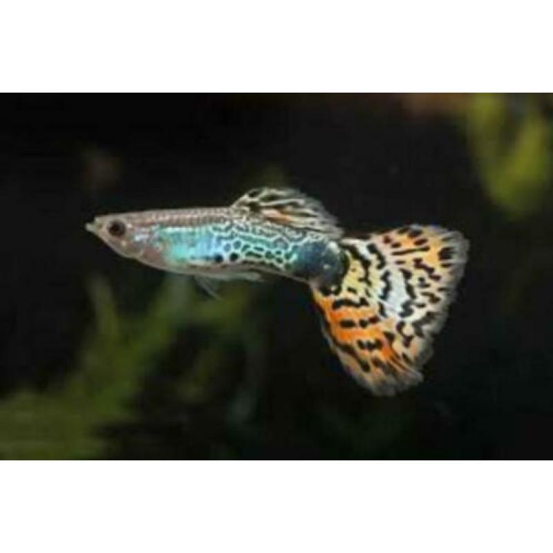 te koop guppy,s