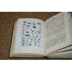 Dikke pil - The British Nature Book - 1931 !!