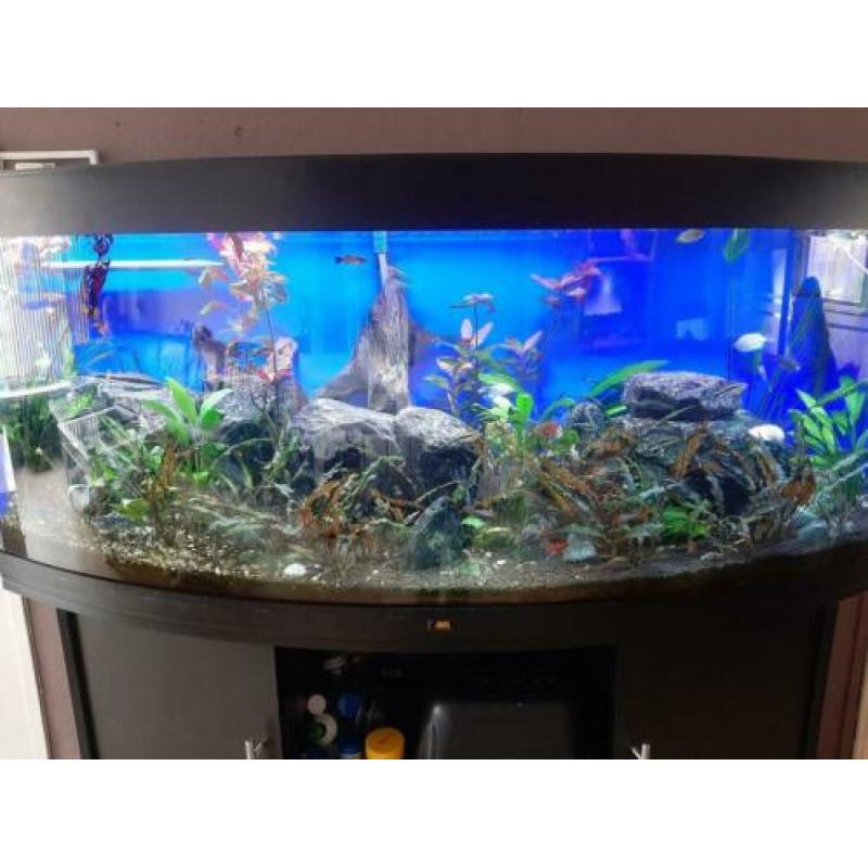 Groot aquarium