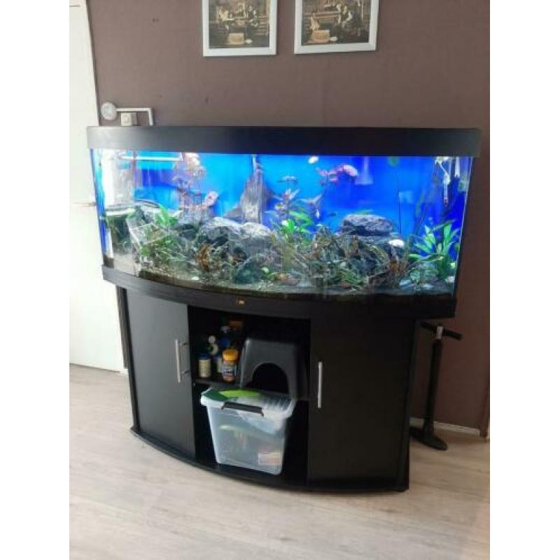 Groot aquarium