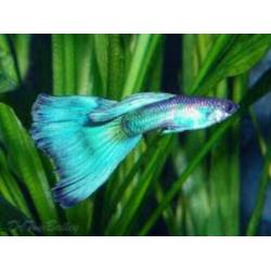 te koop guppy,s