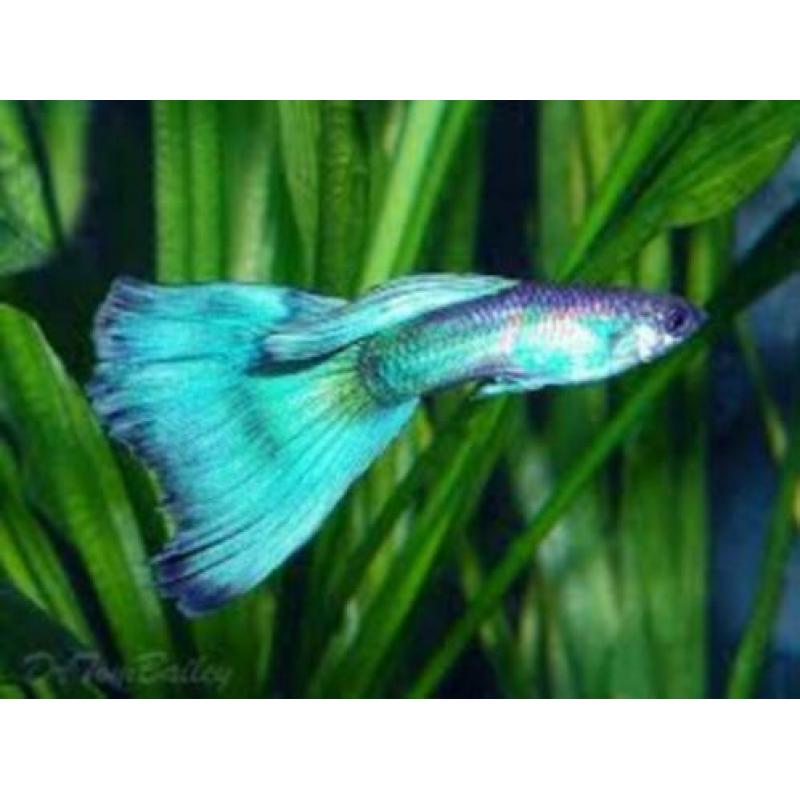 te koop guppy,s