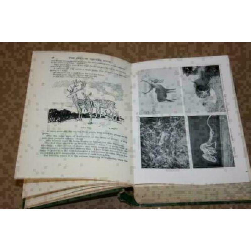 Dikke pil - The British Nature Book - 1931 !!