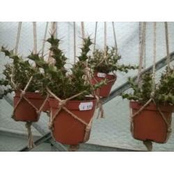 Euphorbia Triacanthium.