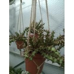 Euphorbia Triacanthium.