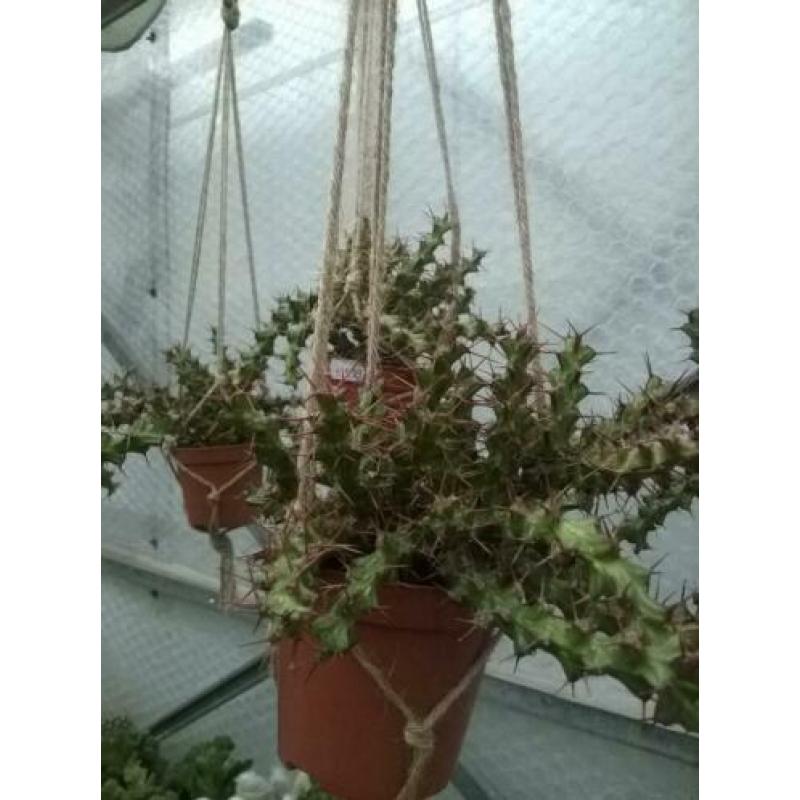 Euphorbia Triacanthium.