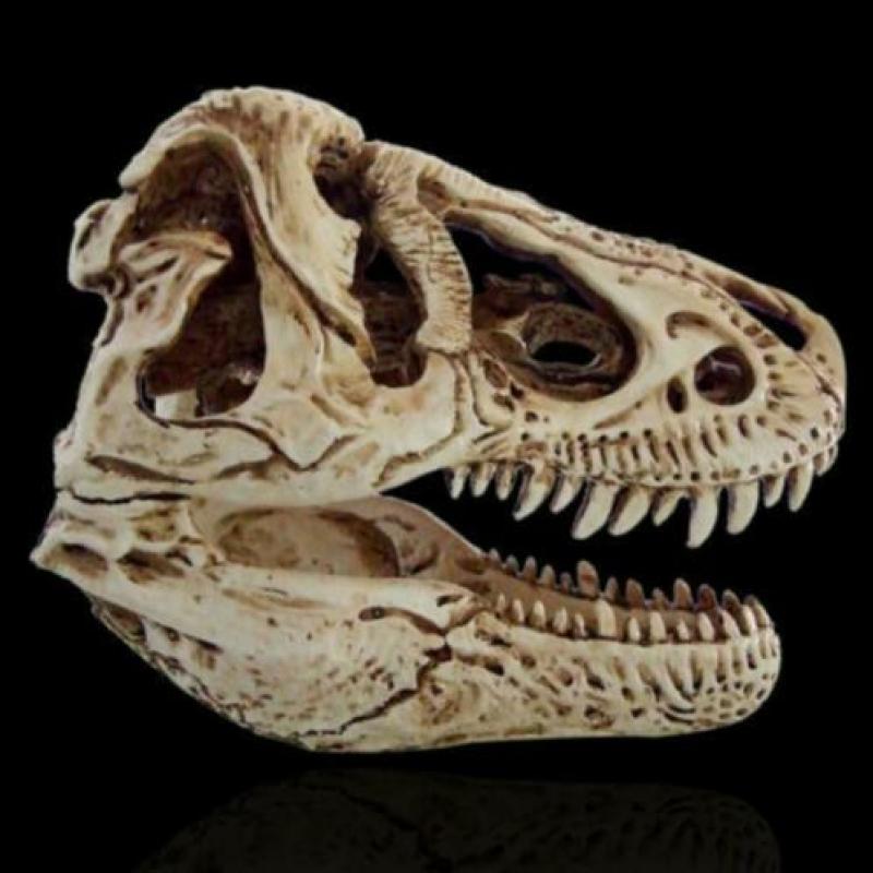 Mooie kast/tafel display deze schedel van een T-Rex