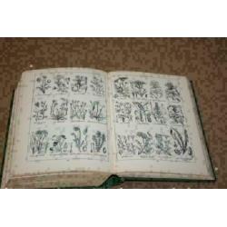 Dikke pil - The British Nature Book - 1931 !!