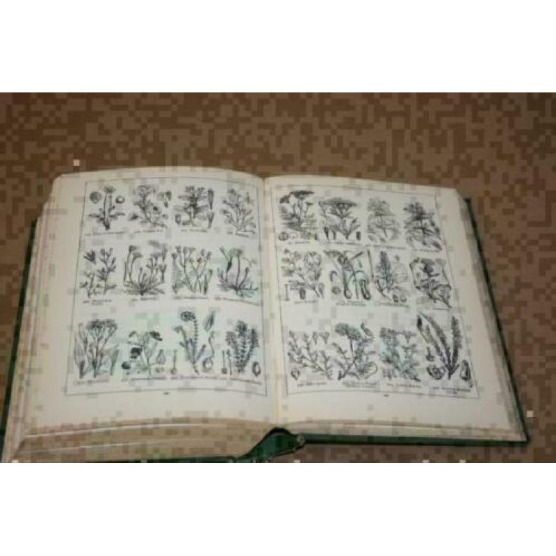 Dikke pil - The British Nature Book - 1931 !!
