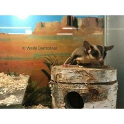 10x Sugargliders te koop, Suikereekhoorn, Man en Vrouw