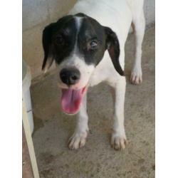 Animal in Need: Pochi