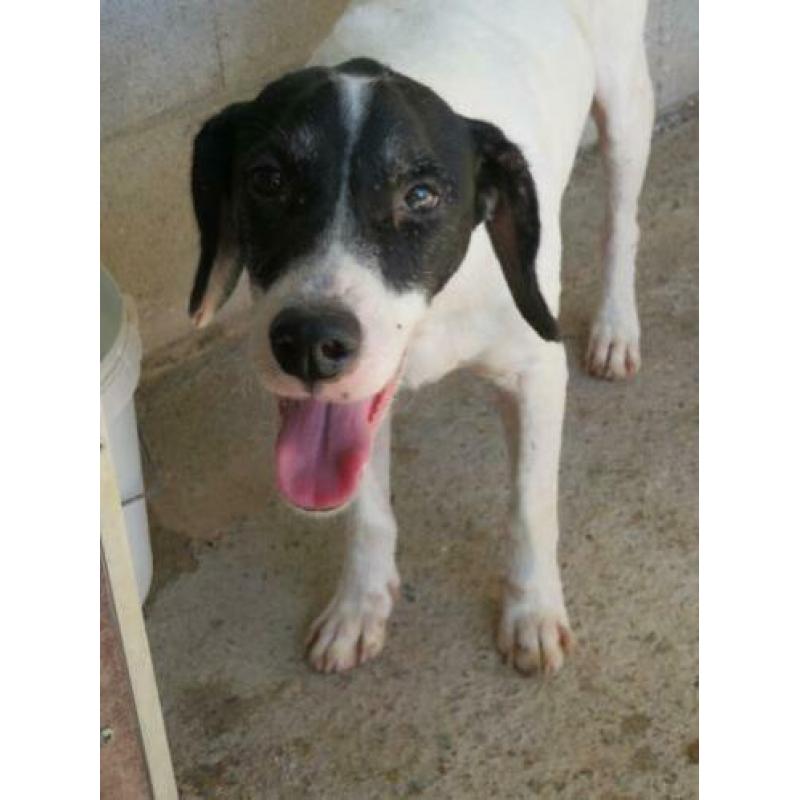 Animal in Need: Pochi