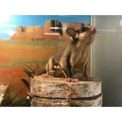10x Sugargliders te koop, Suikereekhoorn, Man en Vrouw