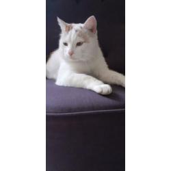 Prachtige, avontuurlijke witte kater!