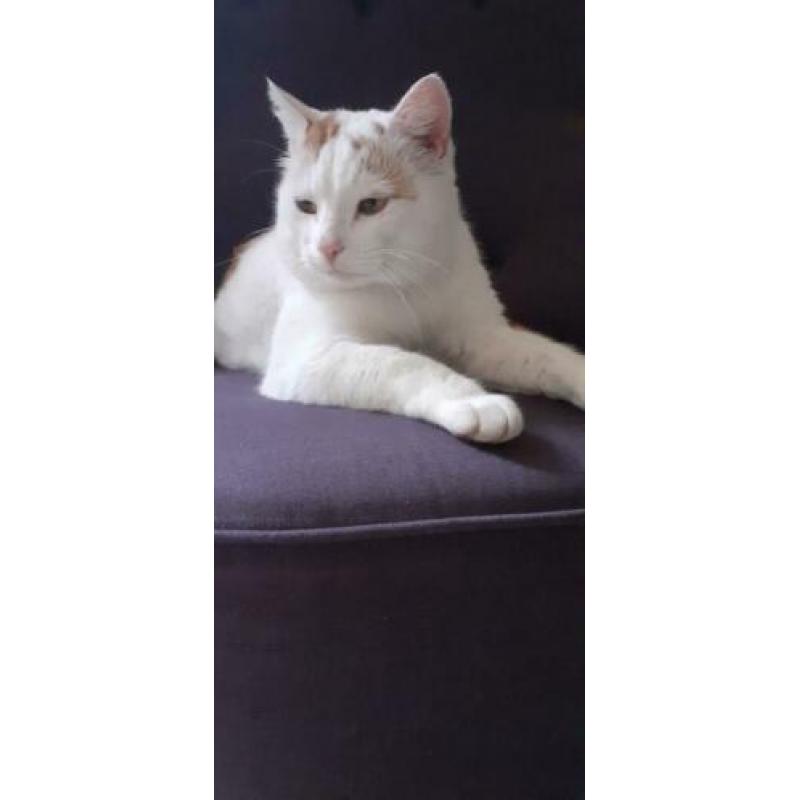 Prachtige, avontuurlijke witte kater!