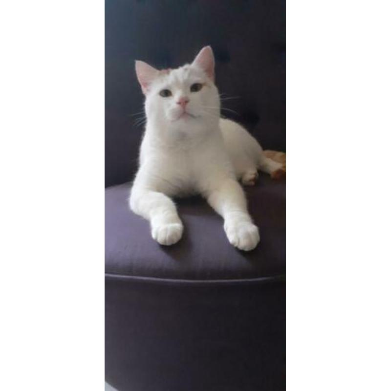 Prachtige, avontuurlijke witte kater!