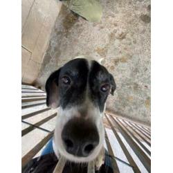Animal in Need: Pochi