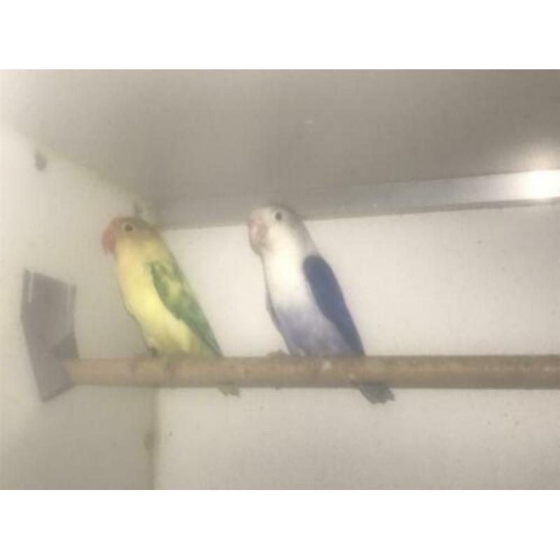 Agapornide Fischeri yellowface turquase x violet
