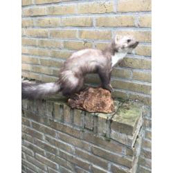Opgezette steenmarter in wintervacht!