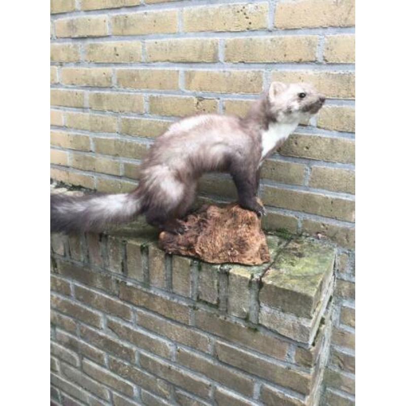 Opgezette steenmarter in wintervacht!