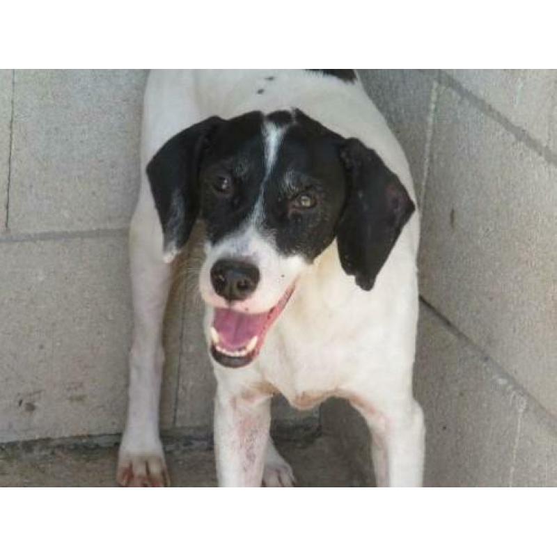 Animal in Need: Pochi