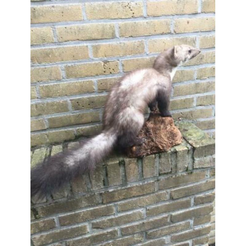 Opgezette steenmarter in wintervacht!