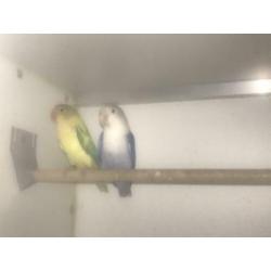 Agapornide Fischeri yellowface turquase x violet