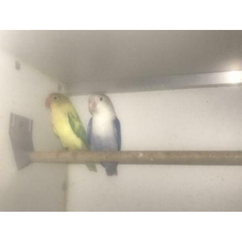 Agapornide Fischeri yellowface turquase x violet