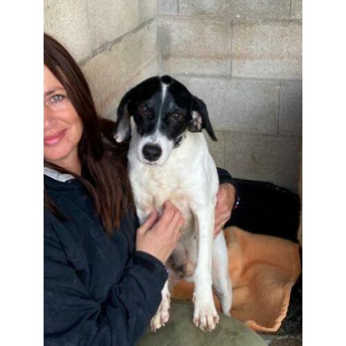 Animal in Need: Pochi
