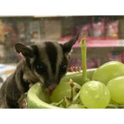 10x Sugargliders te koop, Suikereekhoorn, Man en Vrouw