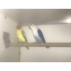 Agapornide Fischeri yellowface turquase x violet