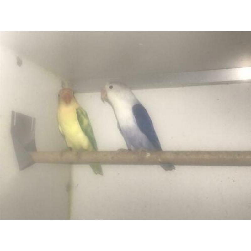 Agapornide Fischeri yellowface turquase x violet
