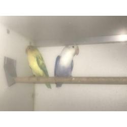 Agapornide Fischeri yellowface turquase x violet