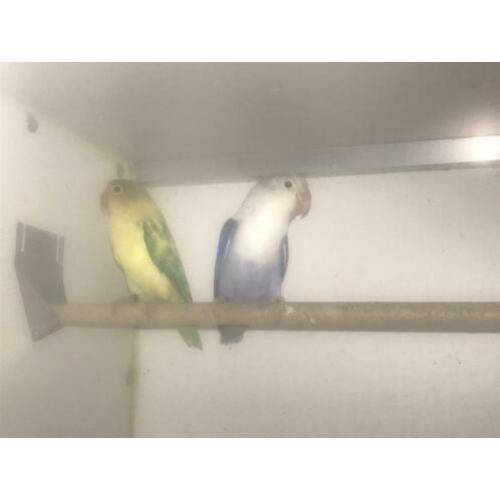 Agapornide Fischeri yellowface turquase x violet