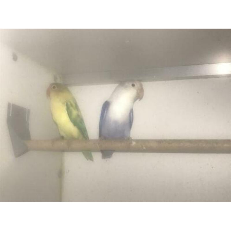 Agapornide Fischeri yellowface turquase x violet