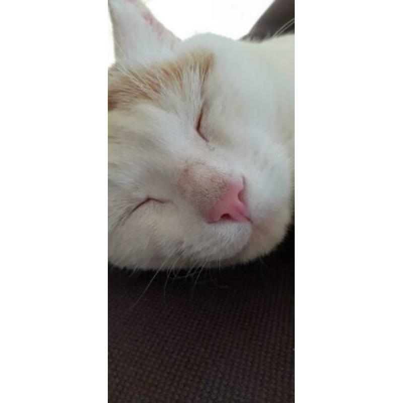Prachtige, avontuurlijke witte kater!