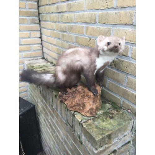 Opgezette steenmarter in wintervacht!