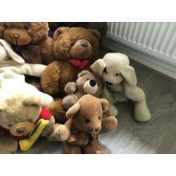 Diverse teddy knuffels ????