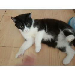 Knuffel Harry zoekt thuis