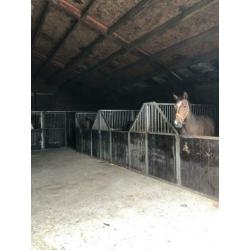Paarden / pony stalling