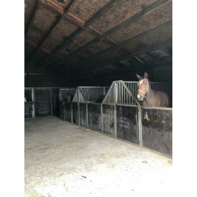 Paarden / pony stalling
