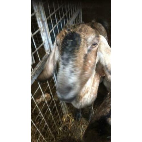 Nubische geit met twee boklammen